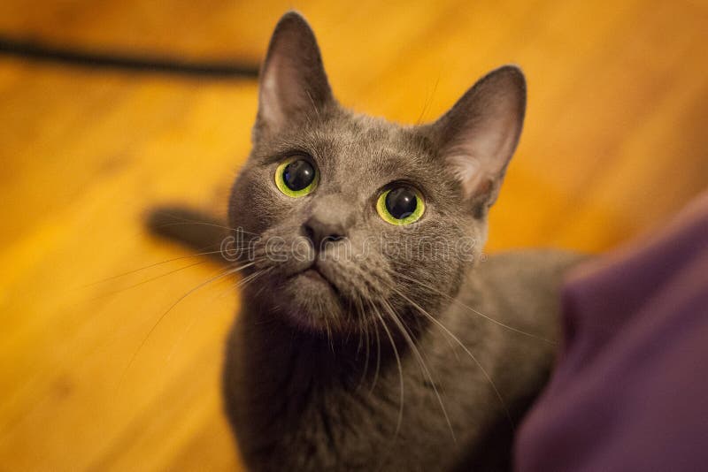Cute Russian Blue Purebreed Cat Grooming Itself on Carpet Stock Image
