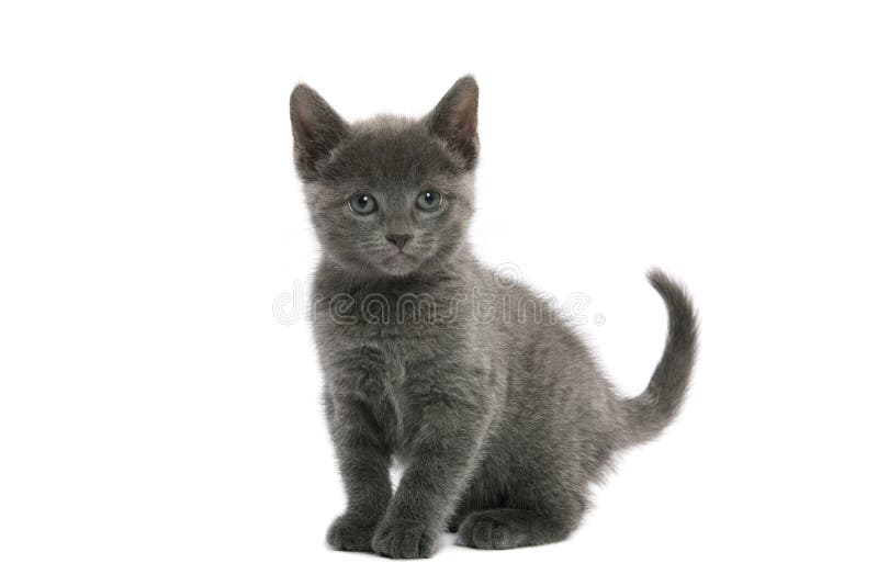 Russian Blue Kitten Stock Photo Image Of Baby White 13958410