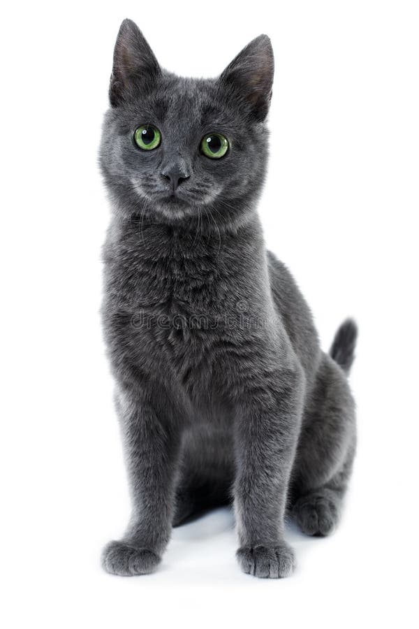 Russian blue kitten stock image. Image of purebred, pedigree 17517643