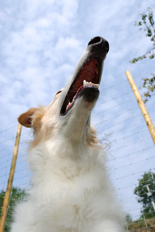 Russian borzoi