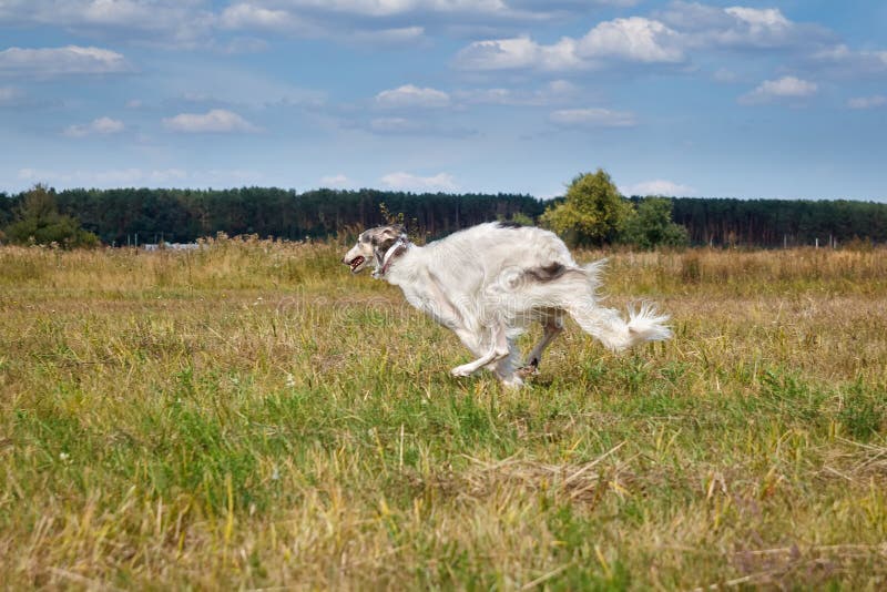 Russian Borzoi Dog Running in the Field Stock Photo - Image of ...