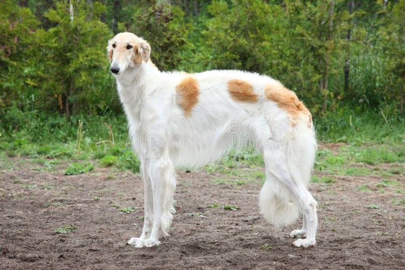 Russian Borzoi Dog Standing Stock Image Image of portrait, posing