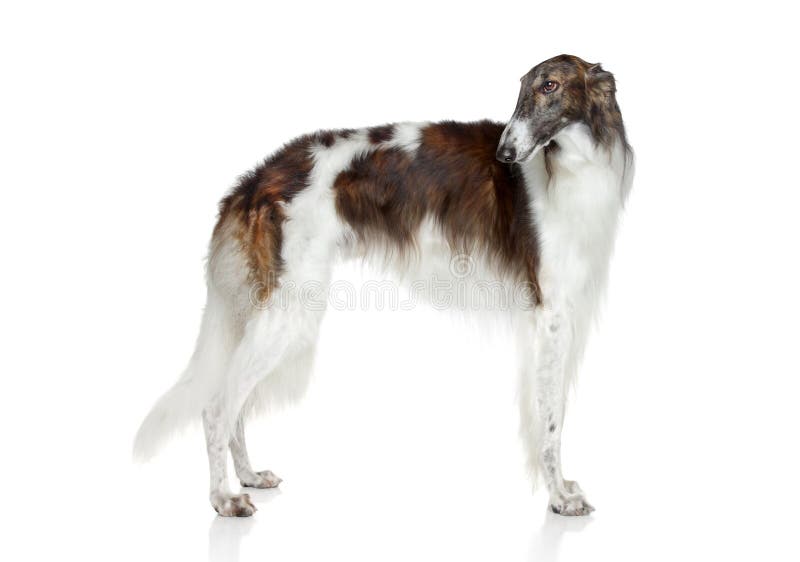 Russian borzoi, greyhound dog royalty free stock photos