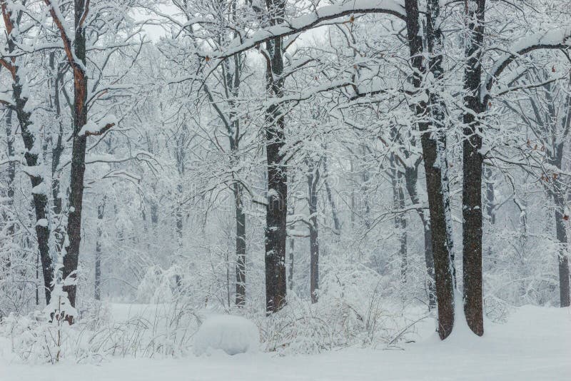 Russian forest in the cold snowy.