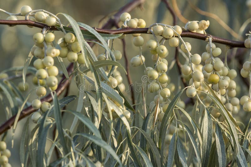 Russian Olive Fruits and Leaves on a Tree Branch Stock Image Image of