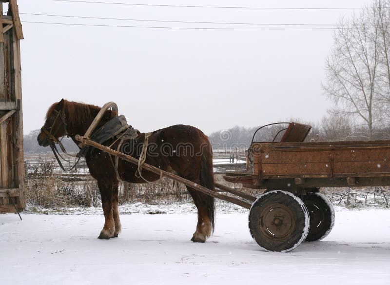 A Russian shire horse