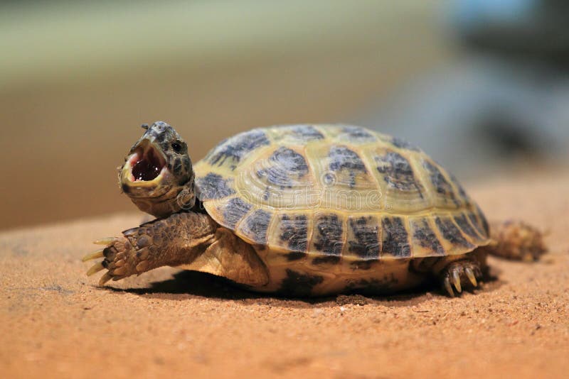 Russian tortoise