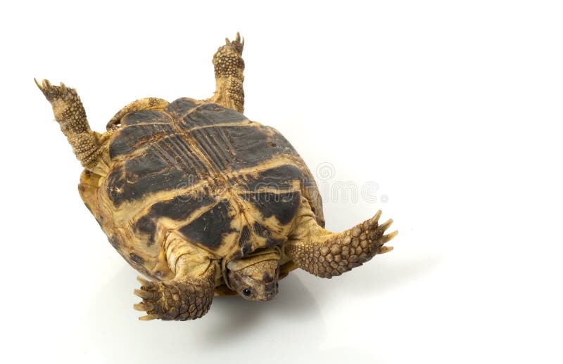 Russian Tortoise