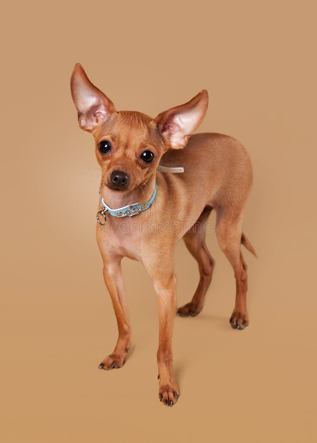 Russian Toy Terrier Puppy On Light Brown Background Stock Photography