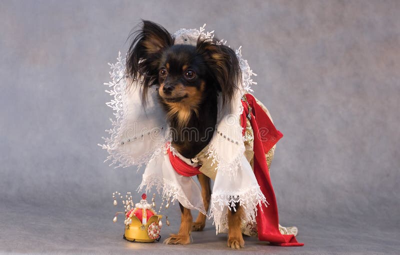 Russian Toy Terrier in Tsar S Sutt Stock Image Image of tsar, glamour