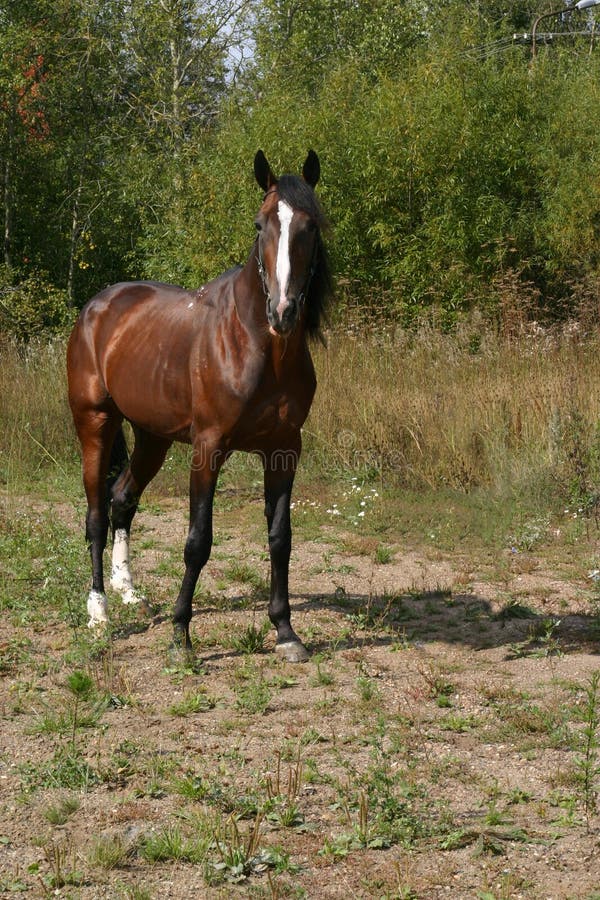 Russian trotter