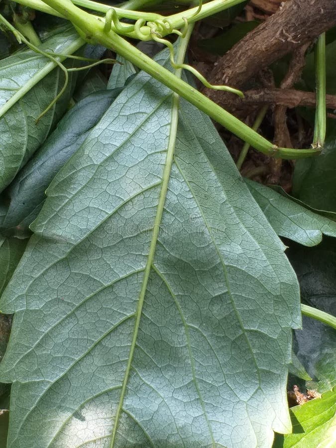 Russian Vine Leaves and Stalks