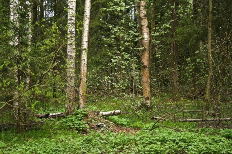 Russian woods stock photo. Image of birch, tree, trees 5209282