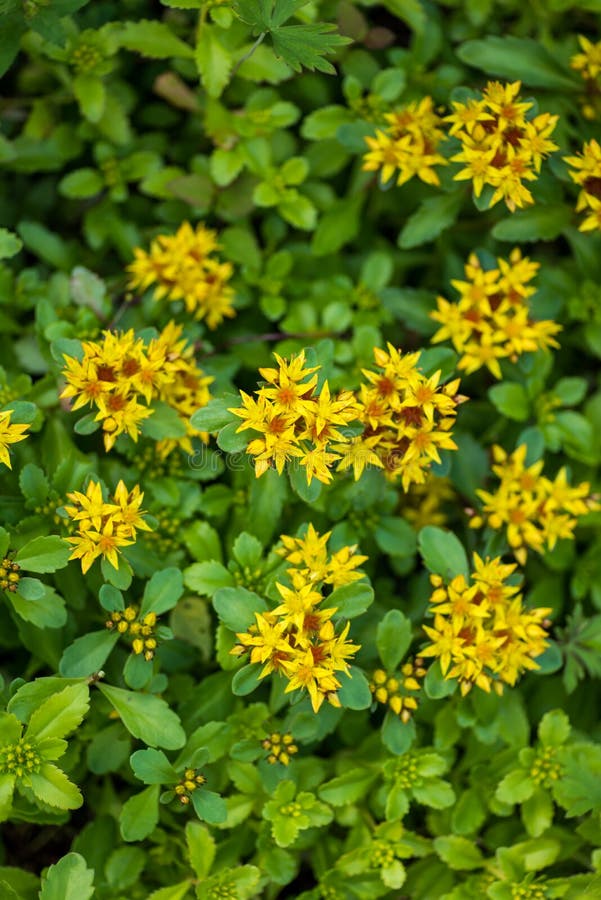 Russische Muurpeper, Sedum-kamtschaticum royalty-vrije stock afbeeldingen Russische Muurpeper, Sedum-kamtschaticum royalty-vrije stock afbeeldingen