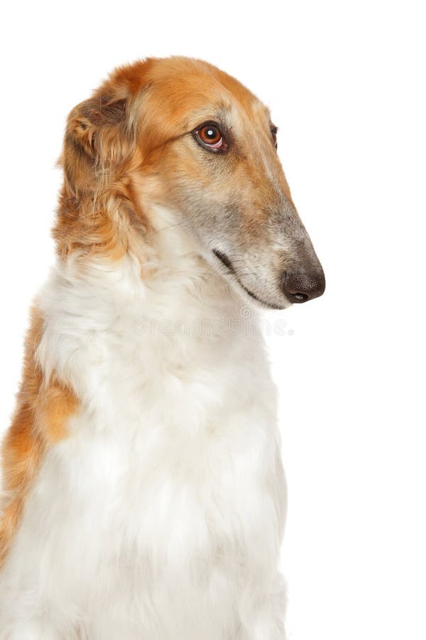 Borzoi Oder Russischer Wolfhound Stockbild Bild von gezüchtet, hund