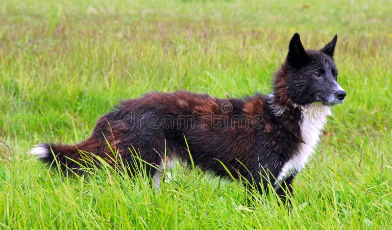 Russischer Hund stockfoto. Bild von gras, rußland, weiß 11277266