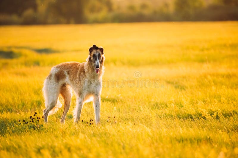 Russischer Hund, Barzoi In Der SommerWiese Oder Feld Bei