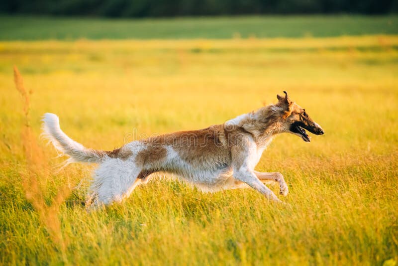 Russischer Hund, Barzoi, Der In SommerSonnenuntergangSonnenaufgang