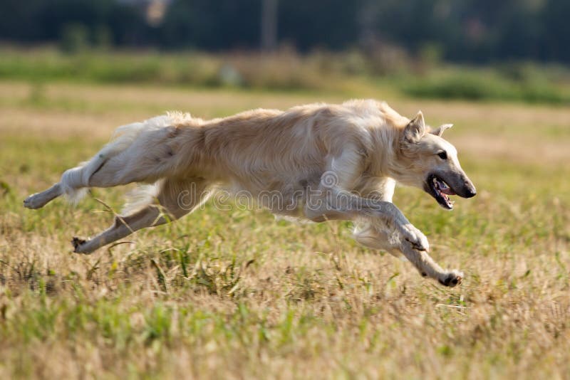 Russian hound dog run in field. Russian hound dog run in field