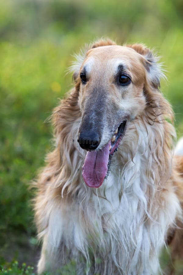 Russischer Jagdhund stockbild. Bild von field, jagd, hund 25987017
