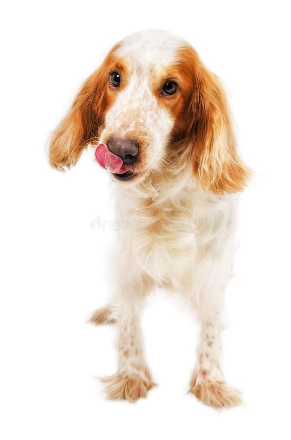 Hund, der Nase leckt stockfoto. Bild von wekzeugspritze 86717598