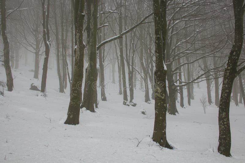 Russland, UralJanuary, Temperatur -33C Bäume des verschneiten Winters entlang dem Winter parken unter fallendem Schnee stockbild Russland, UralJanuary, Temperatur -33C Bäume des verschneiten Winters entlang dem Winter parken unter fallendem Schnee stockbild