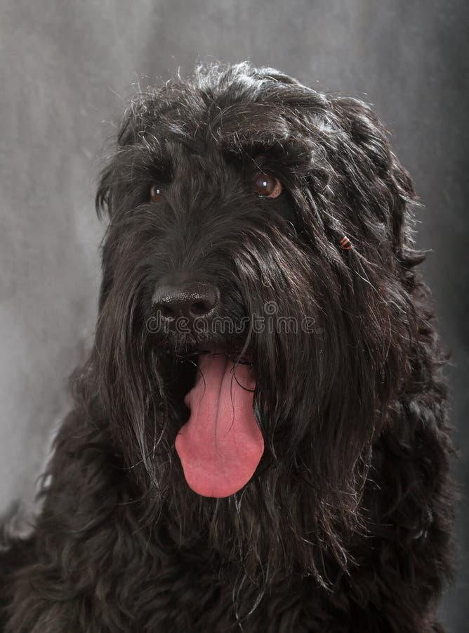 Russo nero Terrier immagine stock libera da diritti Russo nero Terrier immagine stock libera da diritti
