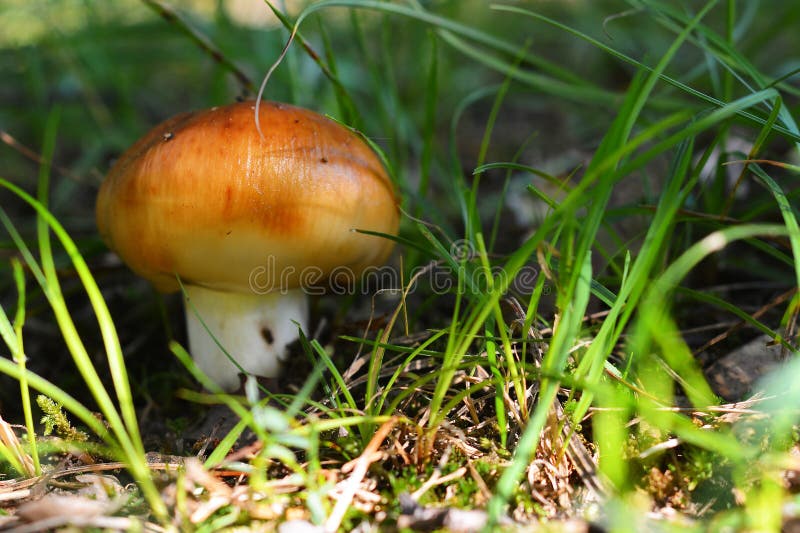 Russulagratachampinjon arkivbilder Russulagratachampinjon arkivbilder