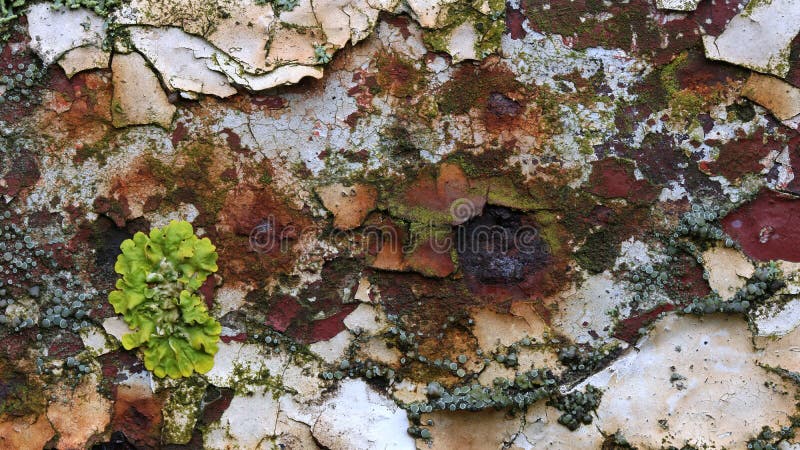 Rust, Lichen and Flaky Paint royalty free stock image