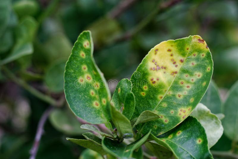 Rust on the lime leaves, Citrus canker royalty free stock photography