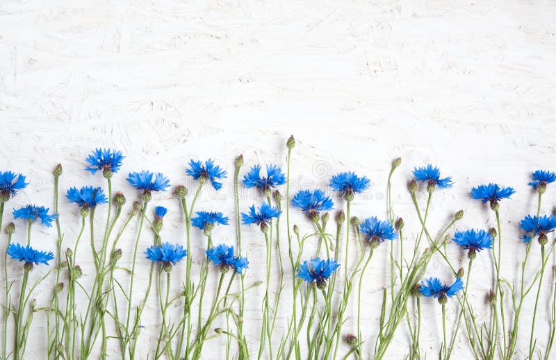 Rustic Border of Blue Cornflower on grunge white background