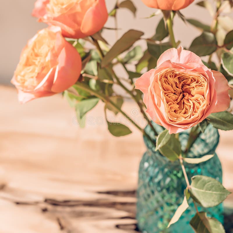 Rustic Bouquet of Roses in Vase on Table in Sunlight Stock Photo Image of anniversary, beauty