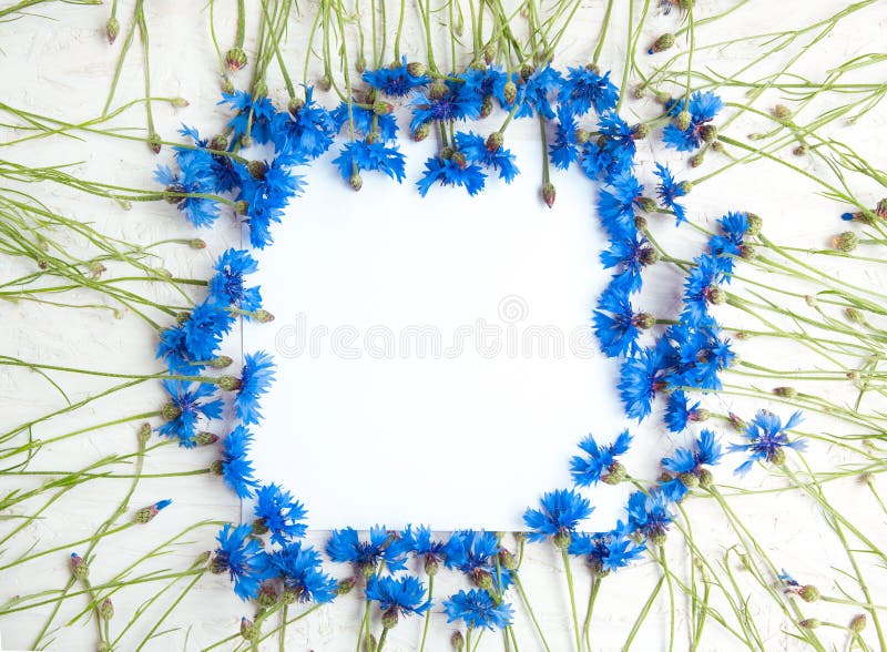 Rustic Frame of Blue Cornflower on grunge white background