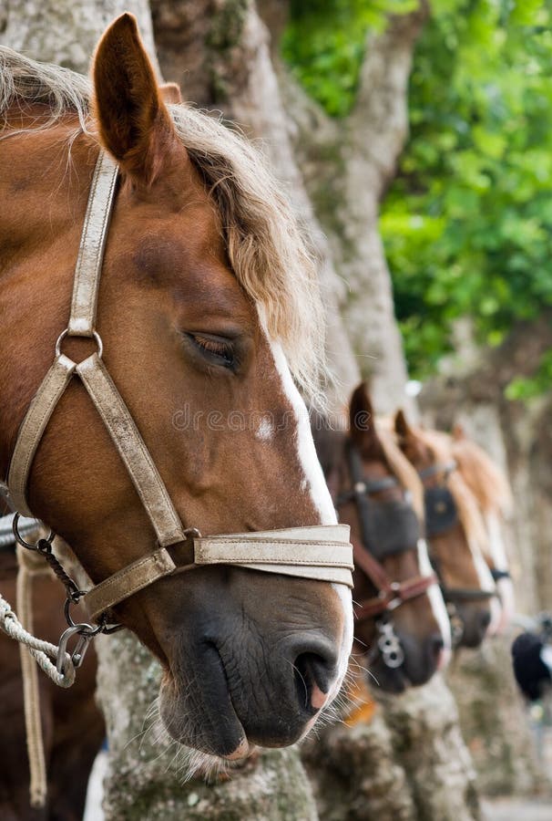 Rustic horse stock image. Image of farm, mamal, farmer 20691039