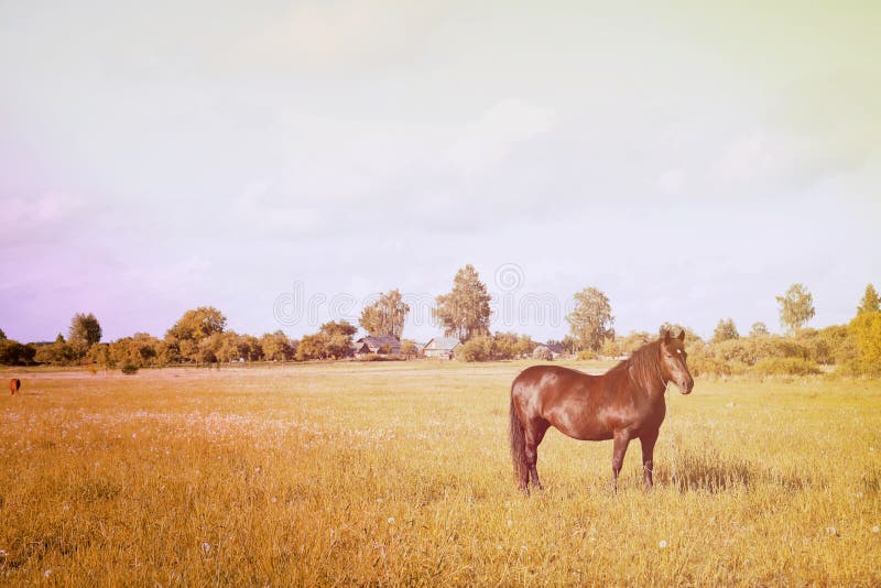 Rustic horse in the field stock photo. Image of natural 86158534