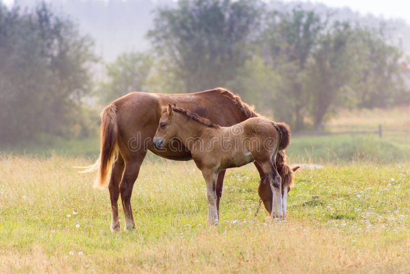 Rustic horse with foal stock photo. Image of colt, equus 75924474