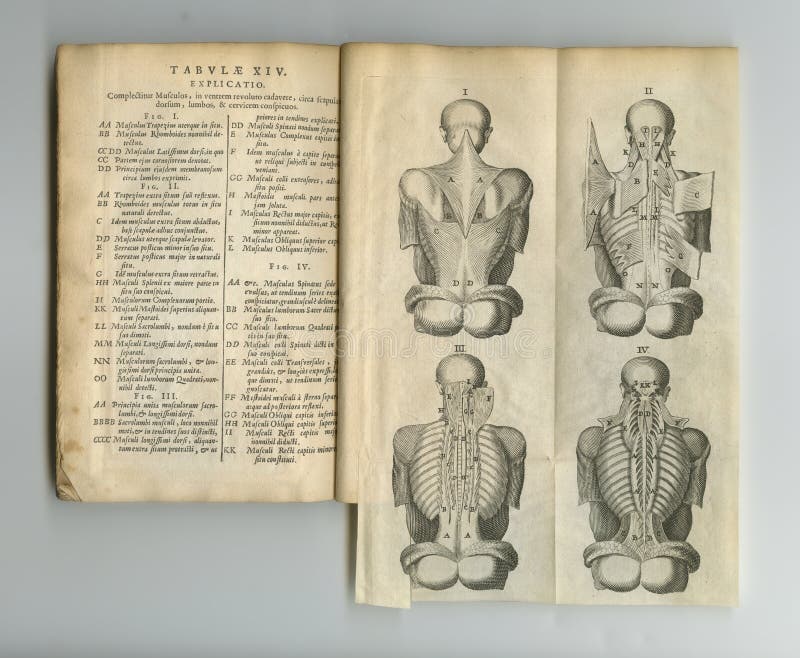 Rustic Medical Pages. an Old Anatomy Book with Its Pages on Display. Stock Photo - Image of ...