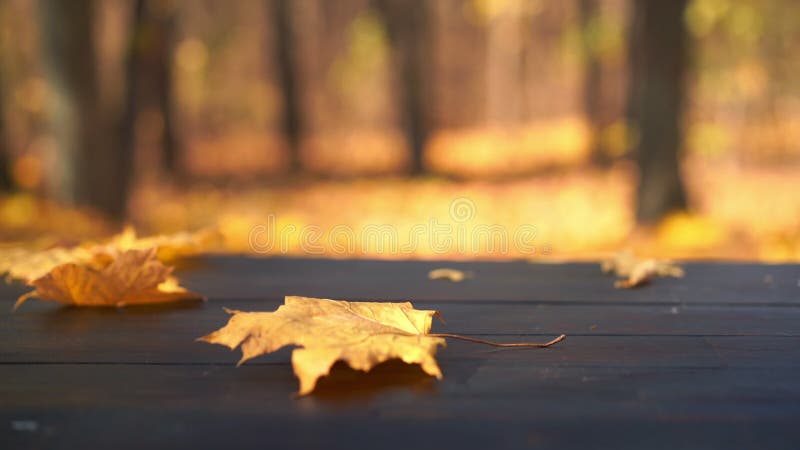 Rustic old wooden table outdoors with autumn leaves falling in the background stock video footage