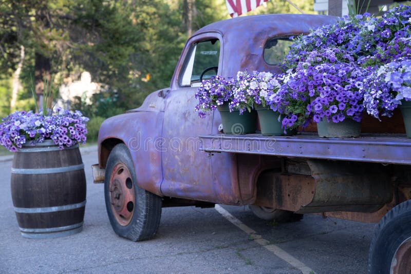 Rustic, Purple Pickup Truck, Decorated with Purple Flowers, in