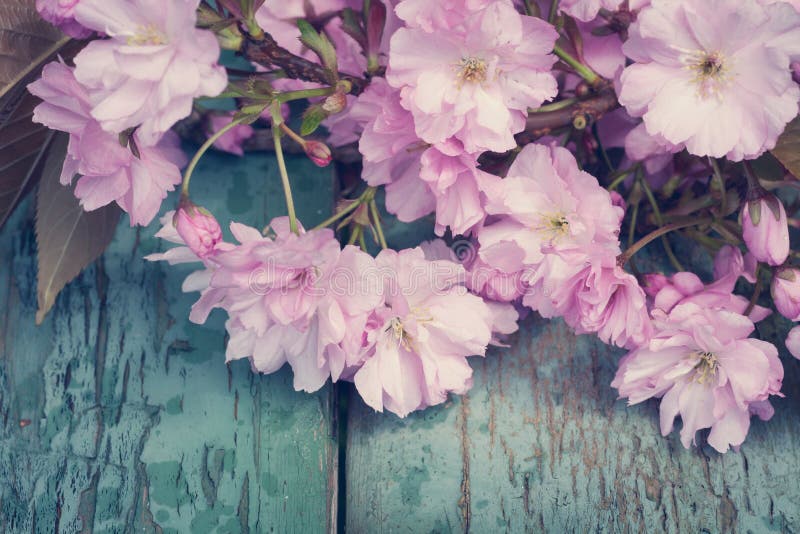 Hãy cùng khám phá những hình ảnh cực kỳ đẹp về hoa anh đào Nhật Bản với gam màu hồng tinh tế. Hình ảnh mang lại cảm giác yên bình, tĩnh lặng và đặc biệt phù hợp cho những ai yêu thích nghệ thuật và sự đẹp đến từ thiên nhiên.