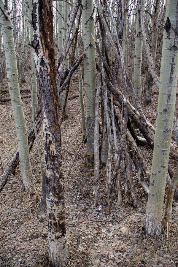 Rustic Tree Branch Structure in Forest Setting. An image featuring a large structure made of tree branches, resembling a teepee or a hut. The structure is surrounded by trees, creating a natural and rustic atmosphere