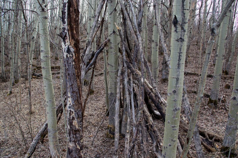 Rustic Tree Branch Structure in Forest Setting royalty free stock images