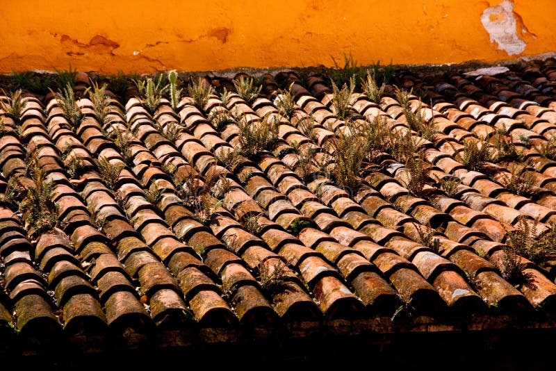 Weeds grow between weathered clay roof tiles of a Mexican hacienda. Weeds grow between weathered clay roof tiles of a Mexican hacienda