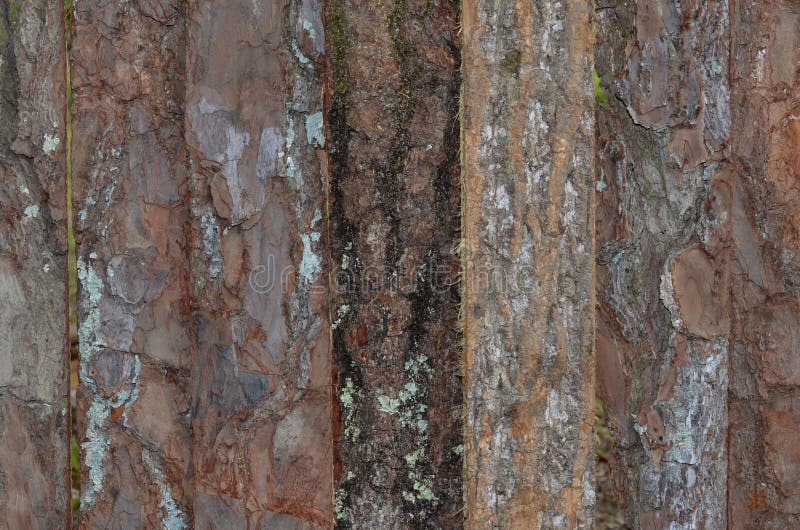 Rustic wood bark boards stock image. Image of fence, background 72420825