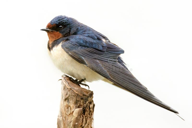 Rustica del Hirundo del trago de granero que se sienta en un palillo en el fondo blanco imagen de archivo Rustica del Hirundo del trago de granero que se sienta en un palillo en el fondo blanco imagen de archivo