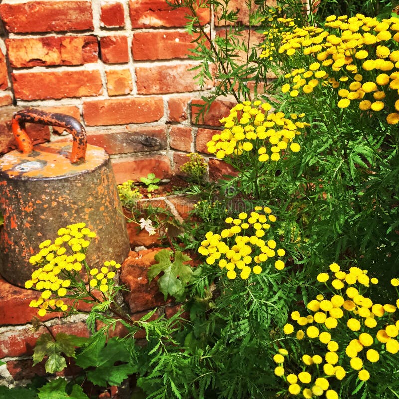 Rustikaler GartentorRiegel Stockbild Bild von garten