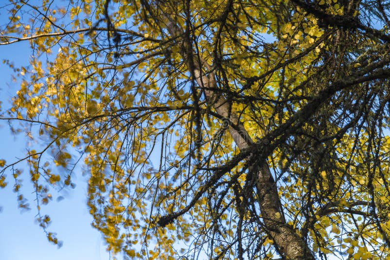 Rustling Leaves stock image. Image of outdoors, autumn - 133373601