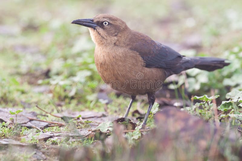 Rusty Blackbird