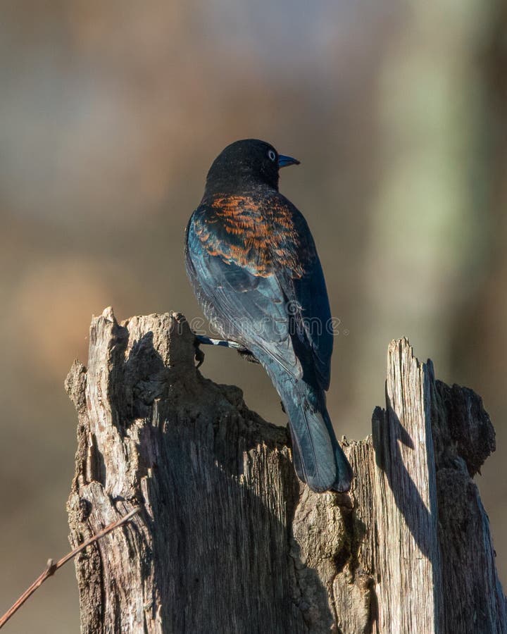 Rusty Blackbird at Crab Orchard National Wildlife Refuge