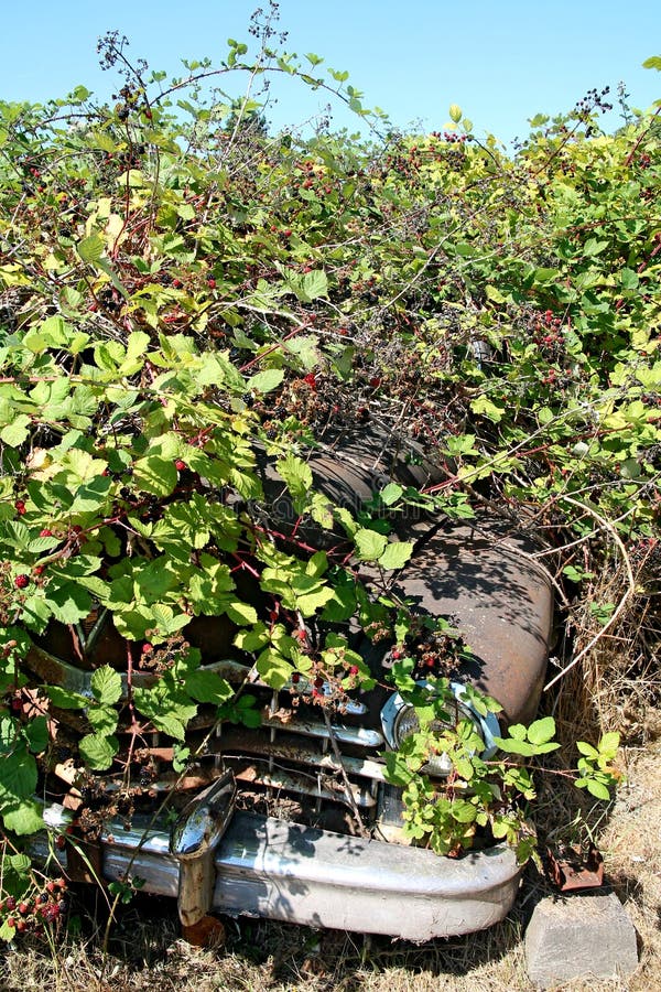 Rusty Classic Car Hidden in Blackberry Bushes Stock Photo Image of
